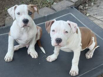 Snoop -  Pit Bull Terrier Dog for Adoption in Fenton, Missouri - Snoop | PetCurious