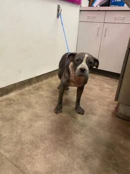 Mixed Breed Dogs Available for Adoption in Dallas, Texas - MAMA GIRL | PetCurious