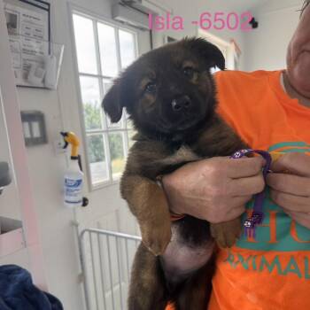 Isla -  Cattle Dog and Mixed Breed Dog for Adoption in Tacoma, Washington - Isla | PetCurious