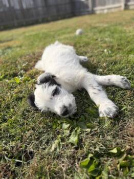 Idaho : Preston -  Labradoodle and Husky Dog for Adoption in Aurora, Indiana - Idaho : Preston | PetCurious