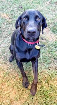 Rescue Black Labrador Retriever Dogs for Adoption in Killingworth, Connecticut - Gunny | PetCurious