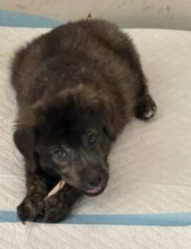 Meeny -  Labrador Retriever and American Staffordshire Terrier Dog for Adoption in Sedalia, Colorado - Meeny | PetCurious