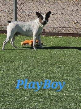 Rescue Australian Cattle Dog Blue Heeler Dogs for Adoption in Truth Or Consequences, New Mexico - PlayBoy | PetCurious