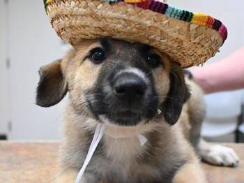 Sadie -  Shepherd and Great Pyrenees Dog for Adoption in Portland, Oregon - Sadie | PetCurious
