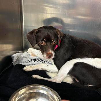 Boppidi -  Mixed Breed Dog for Adoption in Fredericksburg, Virginia - Boppidi | PetCurious
