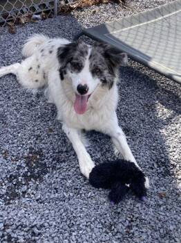 Daisy Duke -  Australian Shepherd Dog for Adoption in Williamsport, Pennsylvania - Daisy Duke | PetCurious