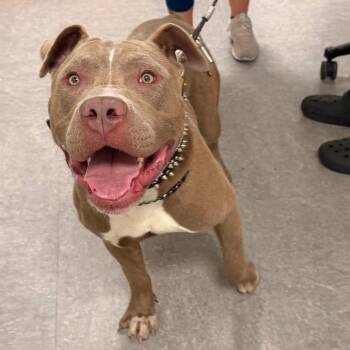 Dooby -  Mixed Breed Dog for Adoption in Philadelphia, Pennsylvania - Dooby | PetCurious