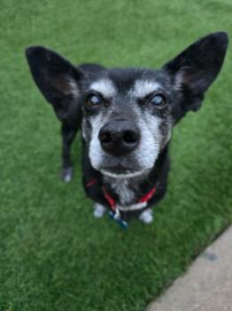 Rescue Chihuahua and Terrier Dogs for Adoption in El Cajon, California - Brooks | PetCurious