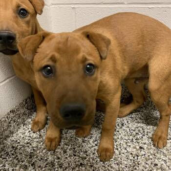 Hershey -  Australian Kelpie and Mixed Breed Dog for Adoption in Morganton, North Carolina - Hershey | PetCurious