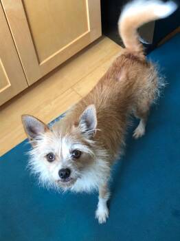 Rescue Cairn Terrier and West Highland White Terrier Westie Dogs for Adoption in Newport Beach, California - Bindi | PetCurious