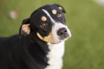 Rescue Mixed Breed Dogs for Adoption in Cranston, Rhode Island - RORY | PetCurious