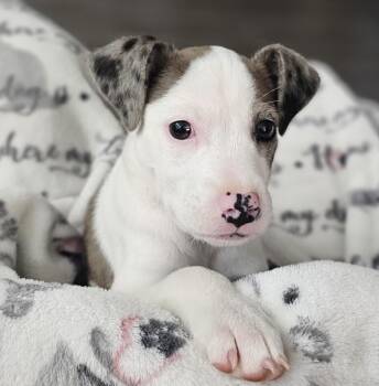 Catahoula Leopard Dog Dogs Available for Adoption in Washington, District Of Columbia - Babe Tulip | PetCurious