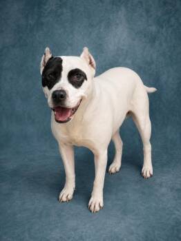 Pit Bull Terrier Dogs Available for Adoption in Heber Springs, Arkansas - Joanne | PetCurious