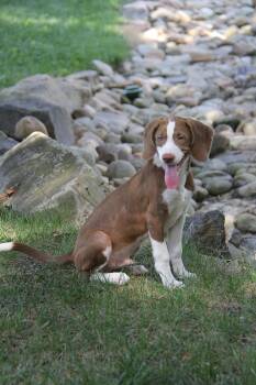 Copper -  Beagle Dog for Adoption in Monroe, North Carolina - Copper | PetCurious