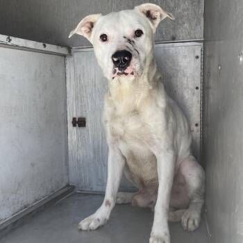 American Staffordshire Terrier Dogs Available for Adoption in Edinburg, Texas - Sean | PetCurious