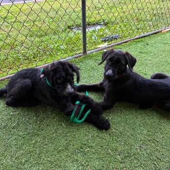 Coco Bean -  Schnauzer and Golden Retriever Dog for Adoption in Quakertown, Pennsylvania - Coco Bean | PetCurious