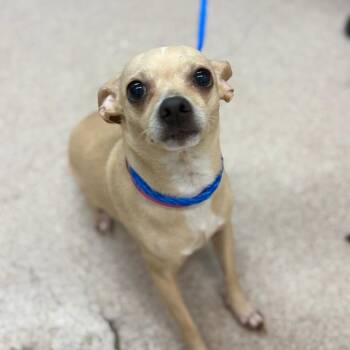 Sugar -  Mixed Breed Dog for Adoption in Ardmore, Oklahoma - Sugar | PetCurious