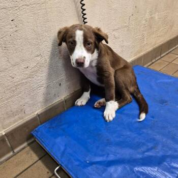 Lawson -  Collie Dog for Adoption in Birmingham, Alabama - Lawson | PetCurious