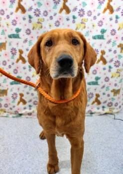 Golden Retriever and Mixed Breed Dogs Available for Adoption in Morton Grove, Illinois - Halsey | PetCurious