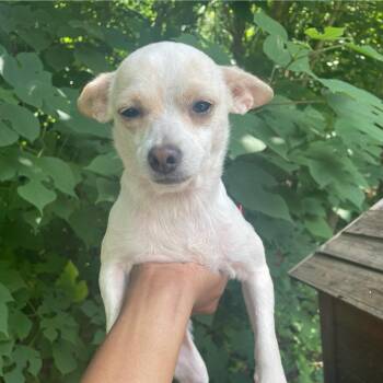 Royce -  Chihuahua Dog for Adoption in East St. Louis, Illinois - Royce | PetCurious