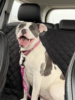 Pit Bull Terrier and Mixed Breed Dogs Available for Adoption in Kansas City, Missouri - Dollface | PetCurious