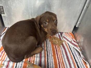 Terrier and Mixed Breed Dogs Available for Adoption - Peach | PetCurious