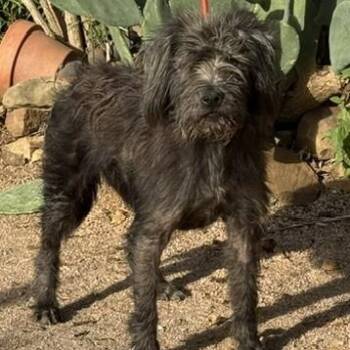 Diesel -  Schnauzer Dog for Adoption in Williston, Vermont - Diesel | PetCurious