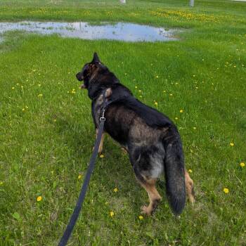 Denver -  Mixed Breed Dog for Adoption in Morden, Manitoba - Denver | PetCurious