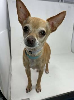 Chihuahua Dogs Available for Adoption - Camelia  | PetCurious