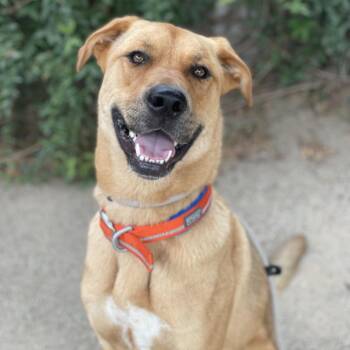 Lucky -  Labrador Retriever and Mixed Breed Dog for Adoption in Riverside, California - Lucky | PetCurious
