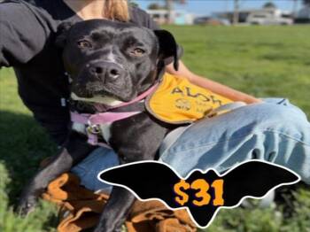 Rescue Pit Bull Terrier and Mixed Breed Dogs for Adoption in Santa Cruz, California - POPPY | PetCurious