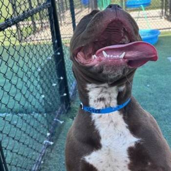 Mixed Breed Dogs Available for Adoption in Memphis, Tennessee - Chocolate Crunch | PetCurious