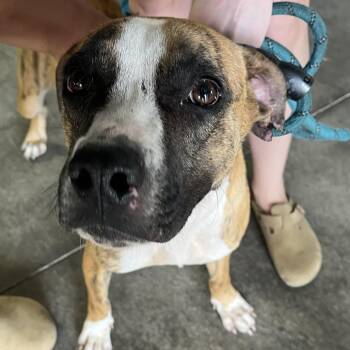Terrier Dogs Available for Adoption in Tampa, Florida - Jimmy | PetCurious