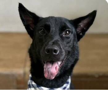 Hank -  Mountain Dog Dog for Adoption in San Ramon, California - Hank | PetCurious