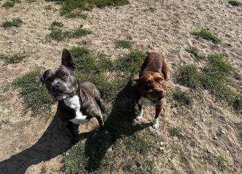 Sky & Good Boy -  Staffordshire Bull Terrier Dog for Adoption in Bellaire, Michigan - Sky & Good Boy | PetCurious