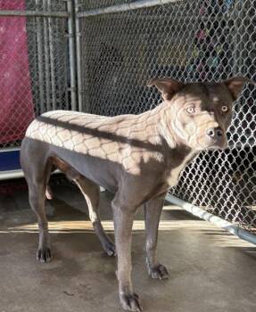 Rescue Pit Bull Terrier Dogs for Adoption in Victorville, California - STRAY 1740 HOLD UNTIL 11/14/2025 (A2) | PetCurious