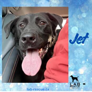 Black Labrador Retriever Dogs Available for Adoption - Jet | PetCurious
