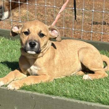 Muenster -  Mixed Breed Dog for Adoption in Bellmawr, New Jersey - Muenster | PetCurious
