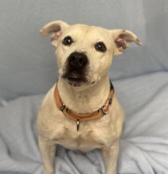 Rescue Mixed Breed Dogs for Adoption in Palmetto, Florida - LITTLE | PetCurious