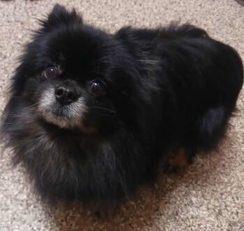 Rescue Pomeranian Dogs for Adoption in Fremont, Ohio - Midnight | PetCurious