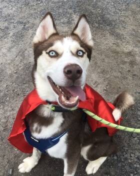 Rescue Siberian Husky and Mixed Breed Dogs for Adoption - Arrow | PetCurious