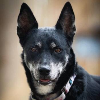 Australian Kelpie and Husky Dogs Available for Adoption - Trixie Snuggles | PetCurious
