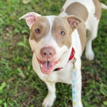 Gamma -  Pit Bull Terrier and Mixed Breed Dog for Adoption in Richmond, Virginia - Gamma | PetCurious
