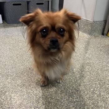 IVHS-Stray-140252 -  Tibetan Spaniel Dog for Adoption in San Gabriel, California - IVHS-Stray-140252 | PetCurious