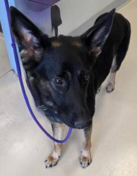 Padme* -  German Shepherd Dog and Belgian Shepherd Malinois Dog for Adoption in Belton, Texas - Padme* | PetCurious