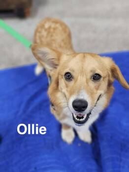 Ollie -  Pembroke Welsh Corgi Dog for Adoption in Charlotte, North Carolina - Ollie | PetCurious