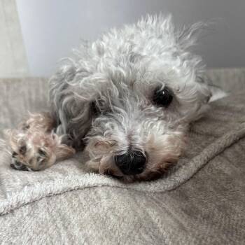 Bichon Frise and Poodle Dogs Available for Adoption - Gemma | PetCurious