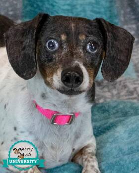 Sofia -  Dachshund Dog for Adoption in Kennesaw, Georgia - Sofia | PetCurious