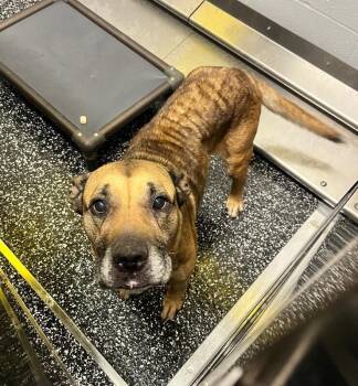 German Shepherd Dog and Pit Bull Terrier Dogs Available for Adoption in Jackson, Tennessee - Rosetta | PetCurious