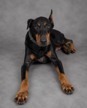 Ella -  Doberman Pinscher Dog for Adoption in Hardeeville, South Carolina - Ella | PetCurious